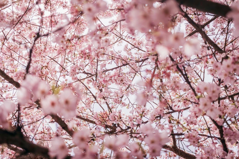 a view up at many trees with pink flowers