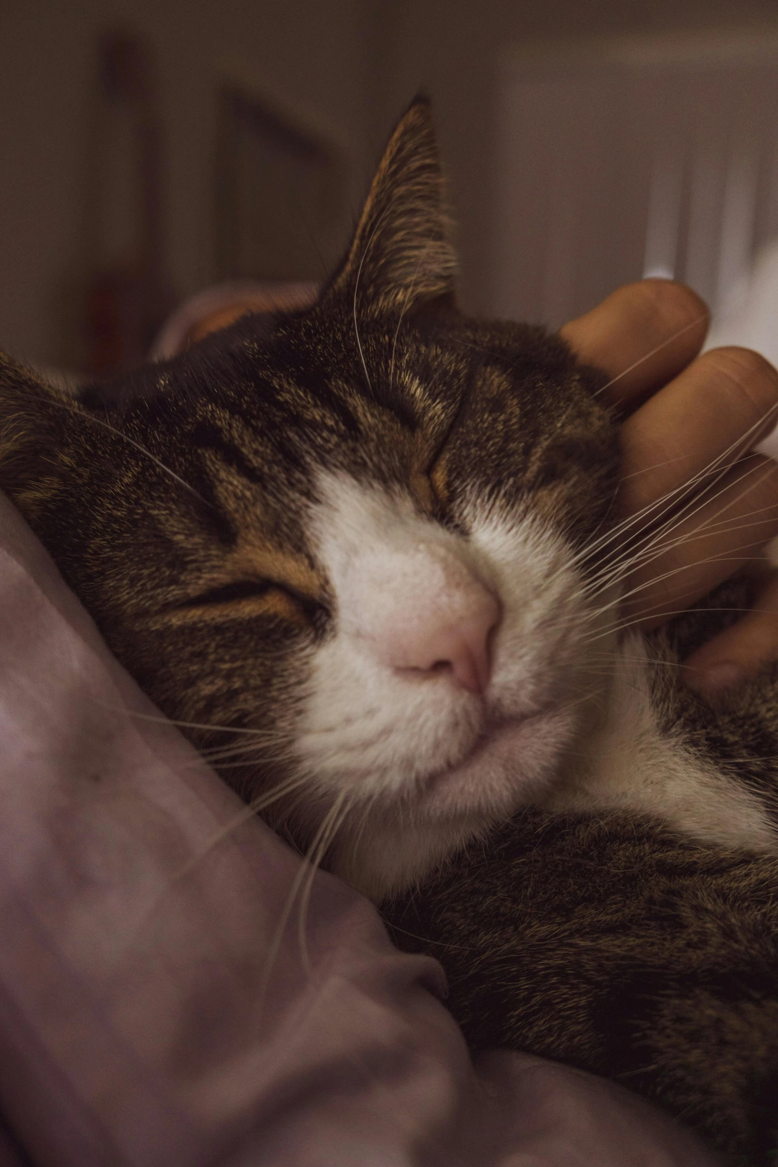 a person holding their head while laying on top of a cat