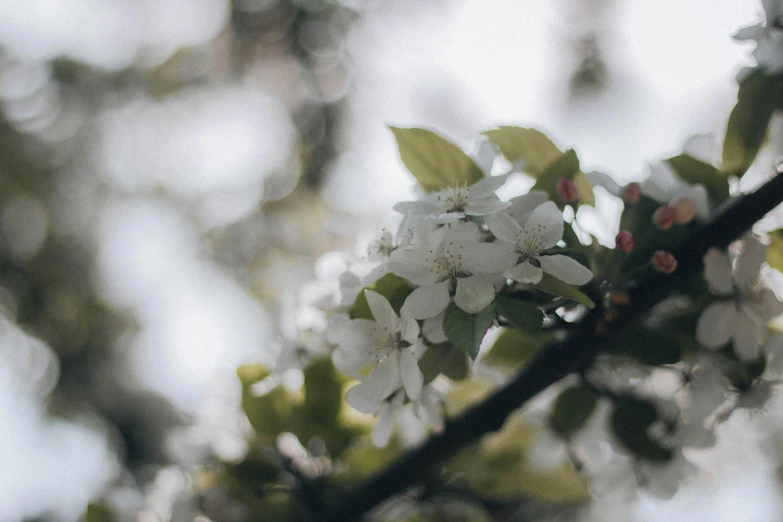 a tree nch with small flowers on it