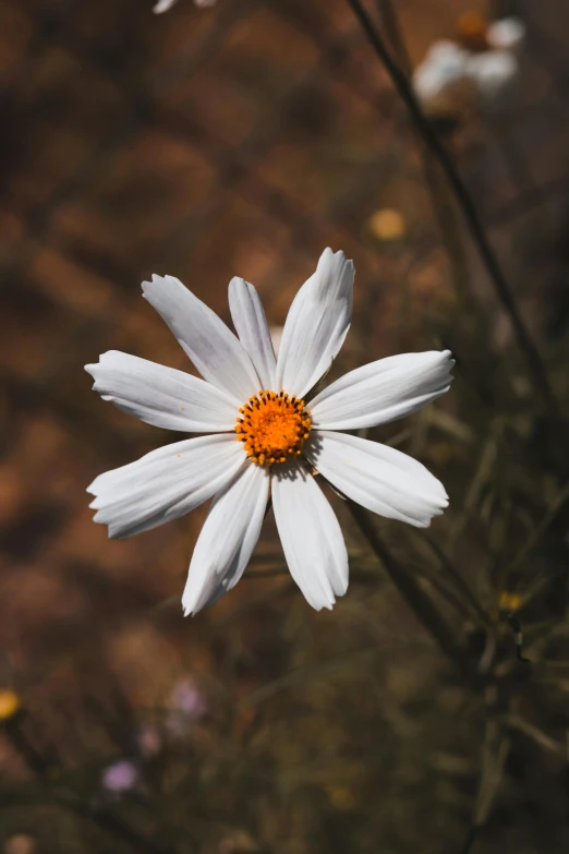 the white daisy is looking like it has a yellow center