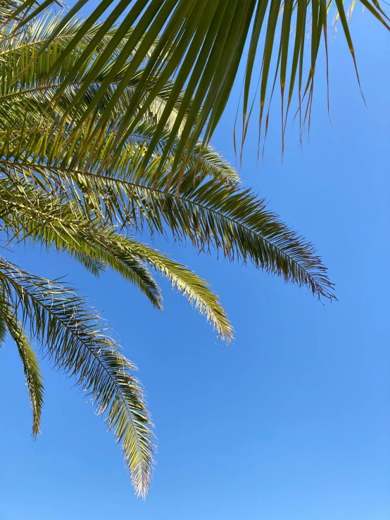 a palm tree and the clear blue sky