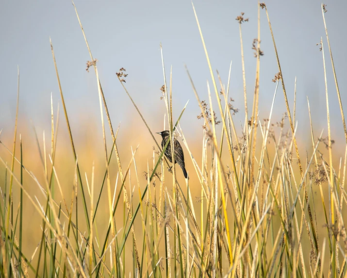 a small bird perched on top of some thin green grass