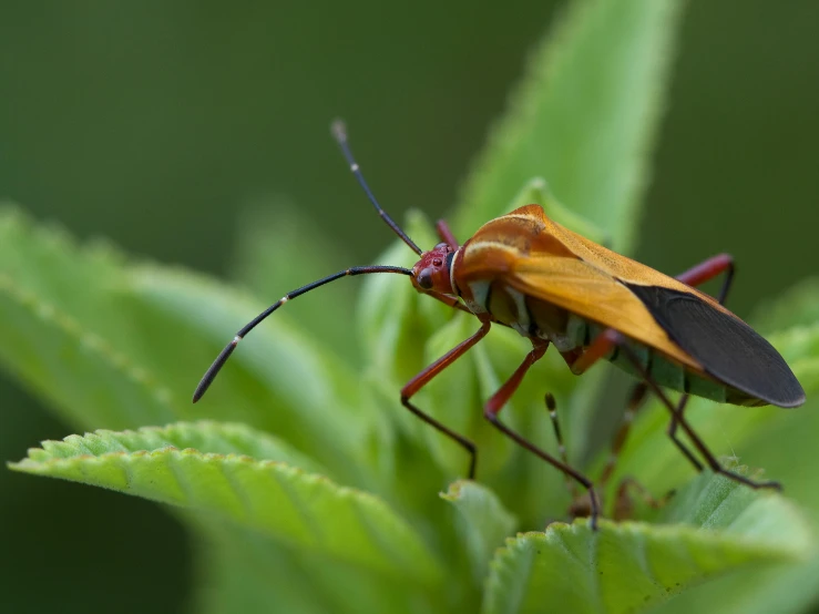 orange insect sits on a green leaf