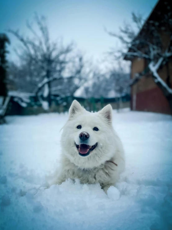 a white dog laying down in the snow