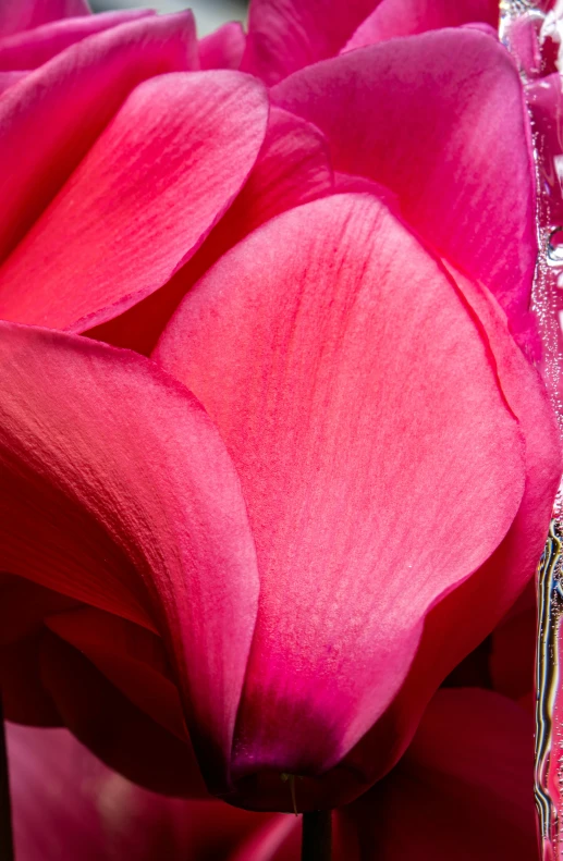 a pink flower with leaves sitting on it