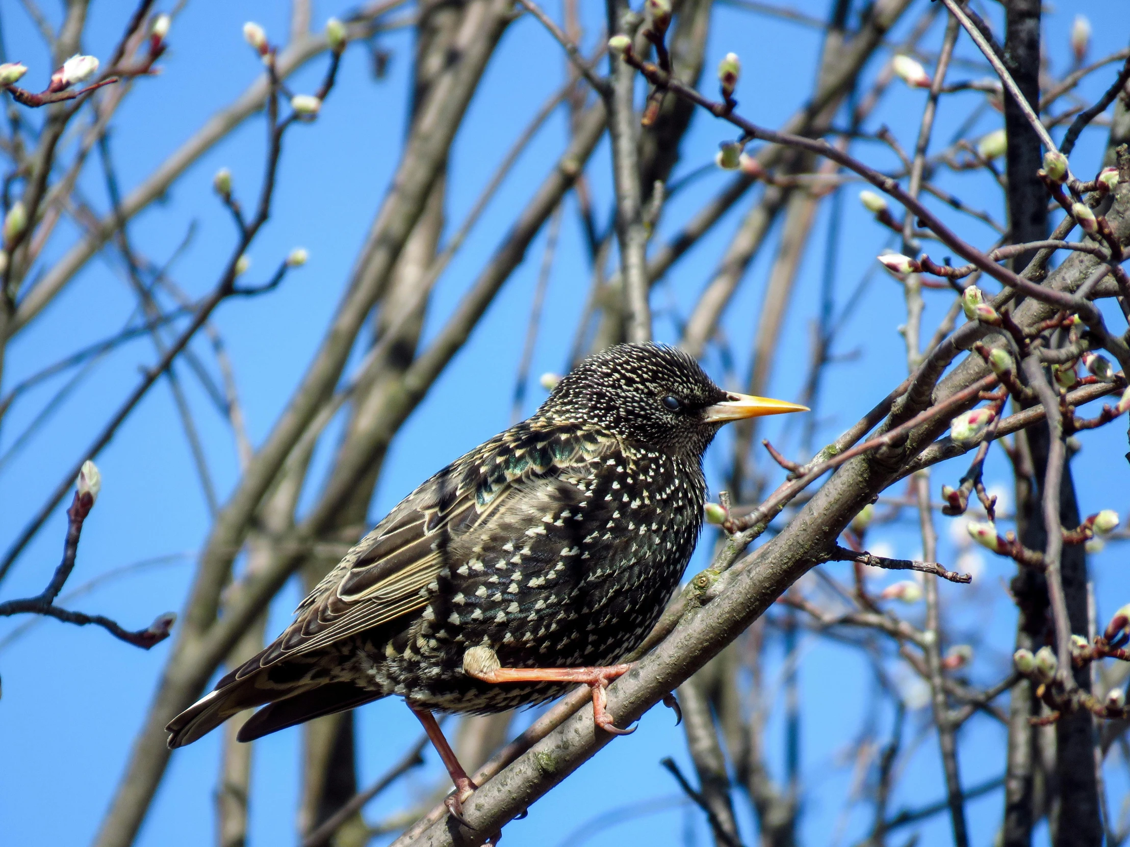 a small bird sits on a nch in a tree