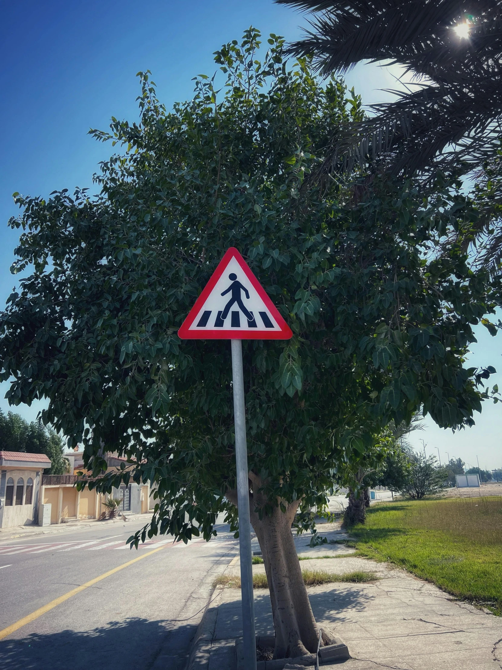 this is a po of a street sign by a tree