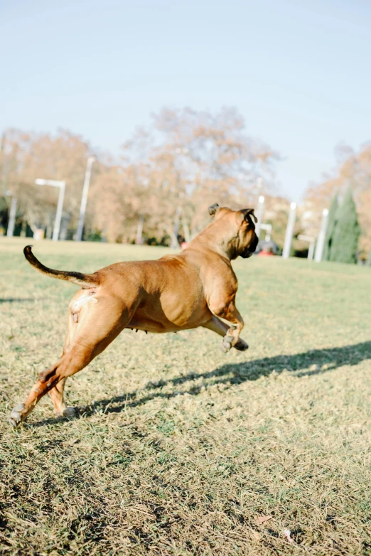 a dog jumps up to catch a frisbee