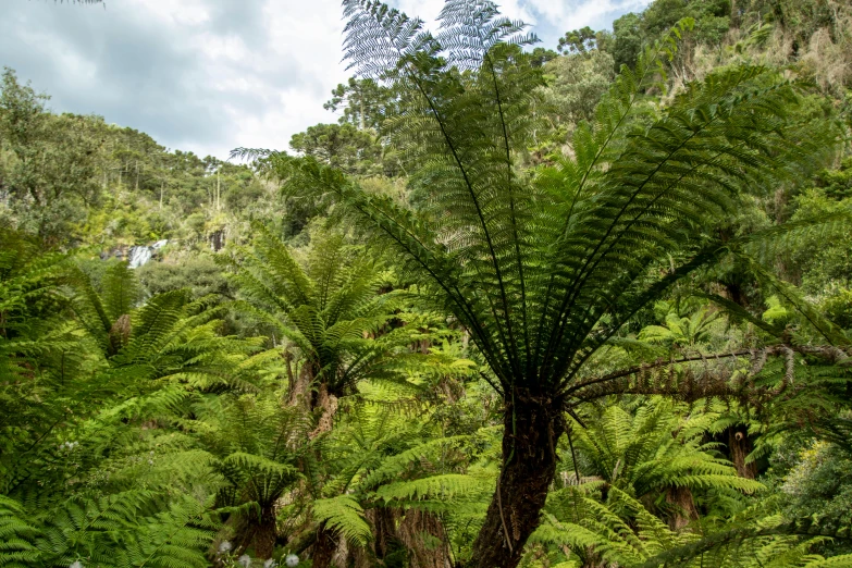 lush trees and green plants along the trail