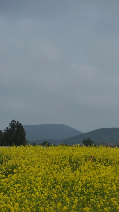 a horse in an open field of wild flowers