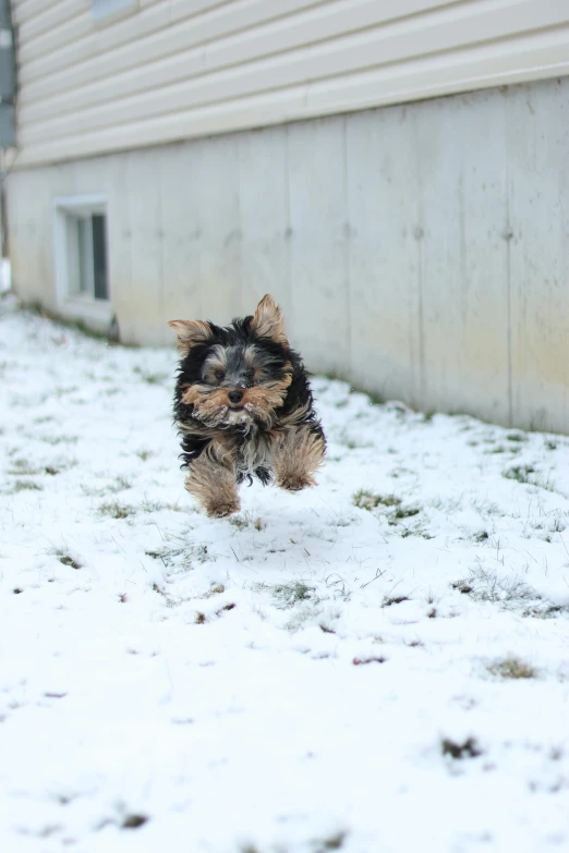 the little dog is running in the snow