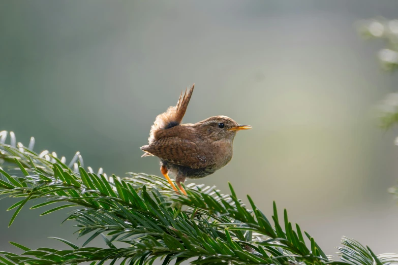 a brown bird sitting on top of a pine tree nch