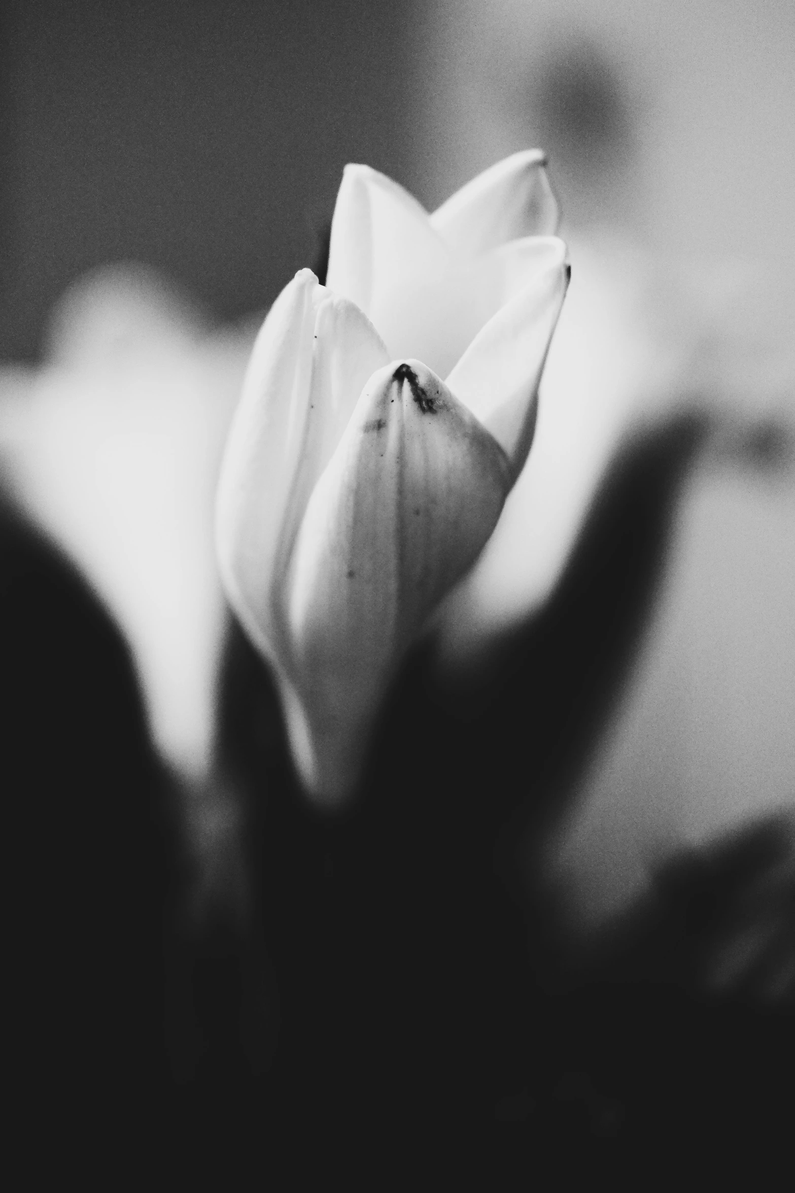 black and white picture of a flower in the background