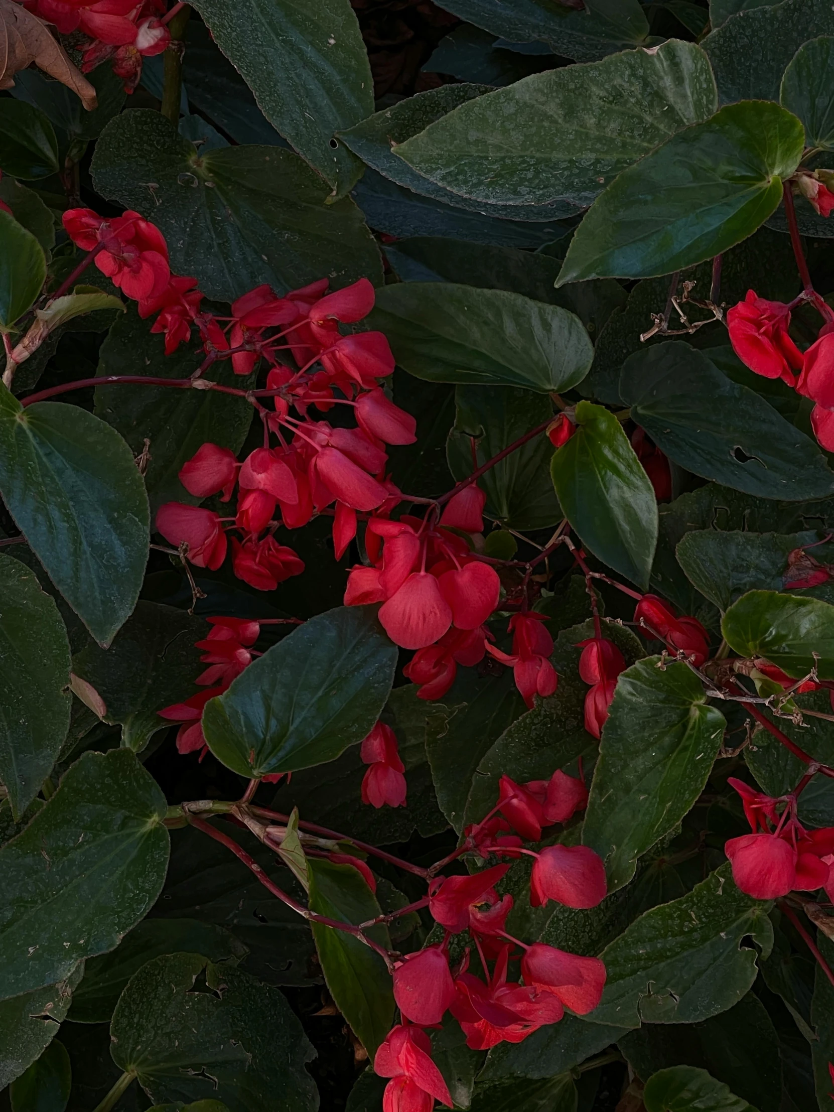 closeup of a tree with lots of red flowers