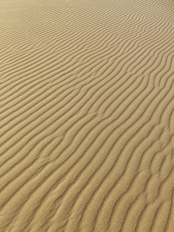 sand dunes with small ripples and brown grass in the background