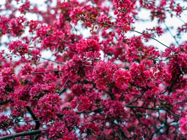 a tree with very pretty pink flowers