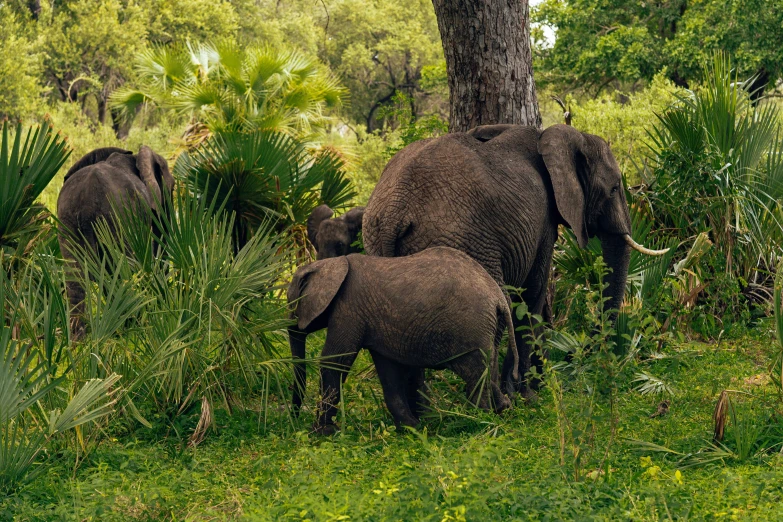 a herd of elephants standing next to a tree