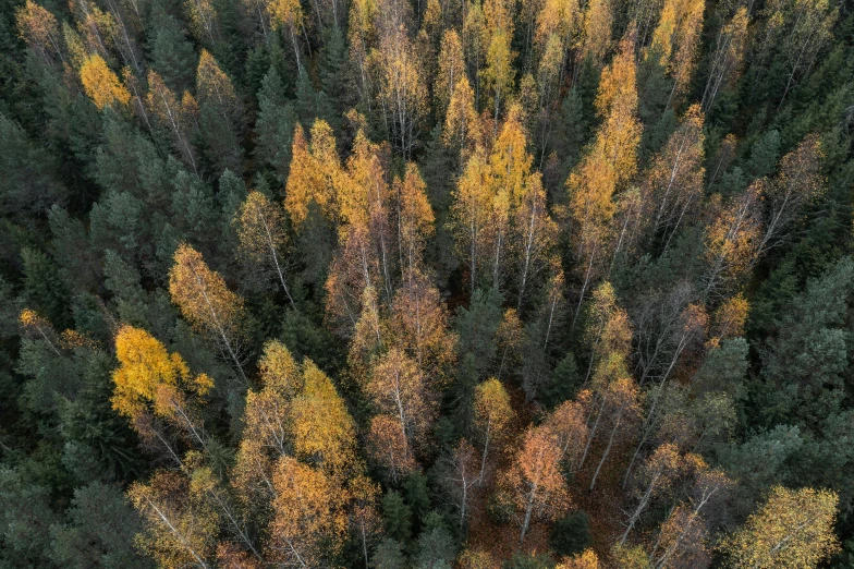 aerial view of the tree tops and autumn colors