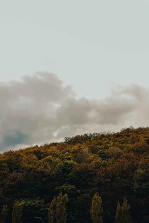 a lone bird on the top of a grassy hill