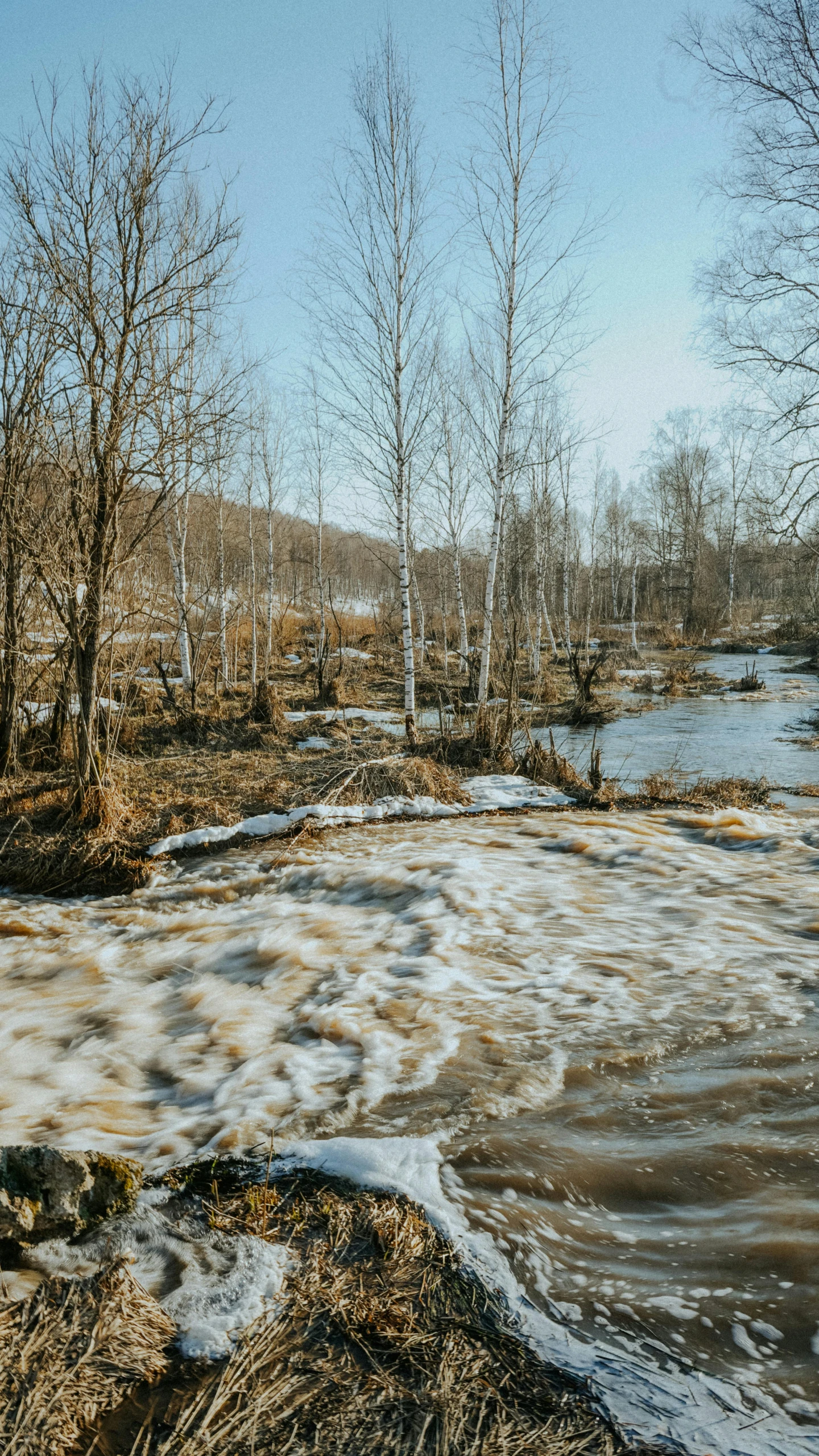 the river is running through an area that is dying trees