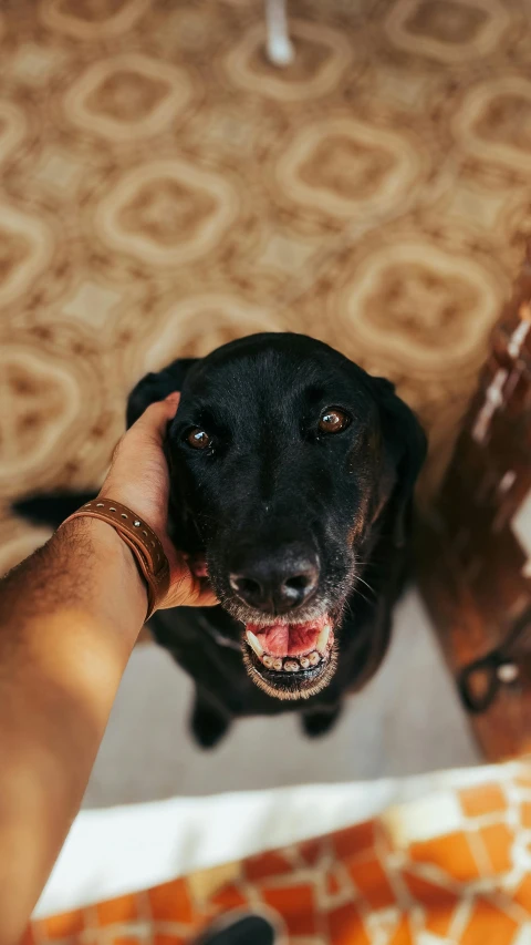 a person holds the hand of a dog with his mouth open