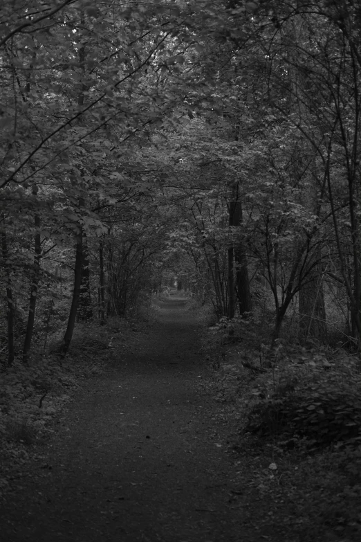 a black and white po of trees and the ground