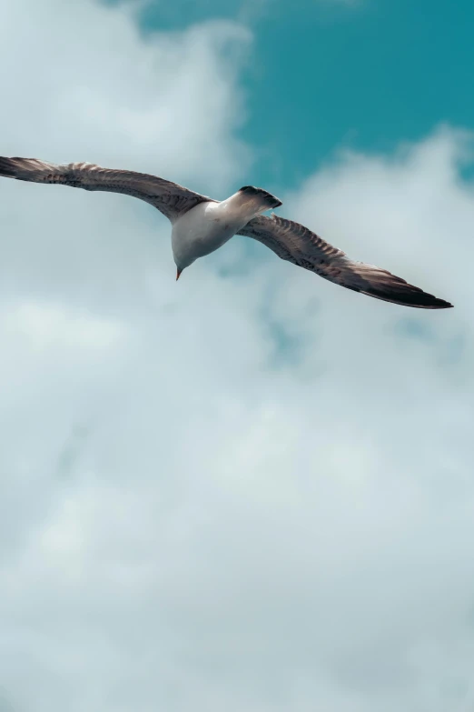 a bird flying in a cloudy sky on a sunny day