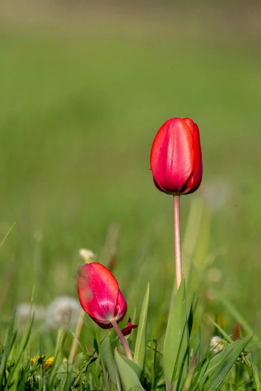 two tulips are standing out in the green grass