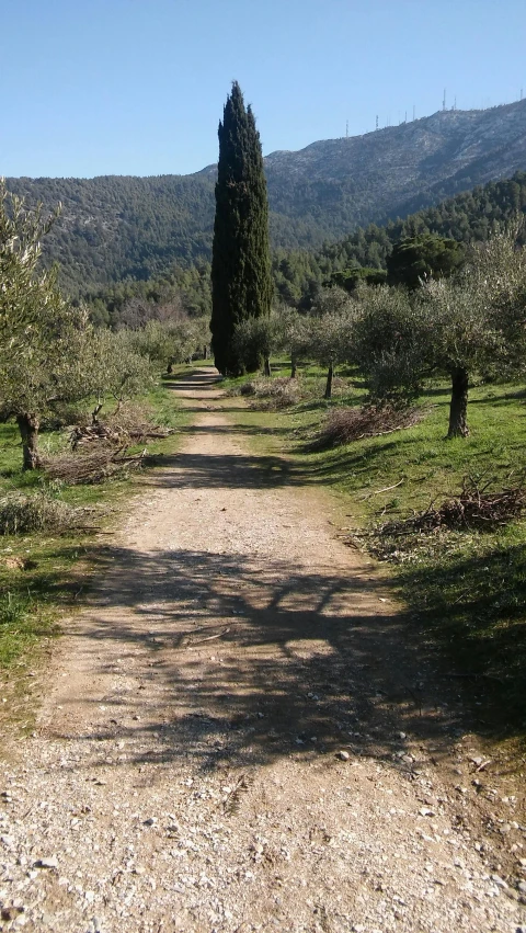 a country road surrounded by trees and shrubbery