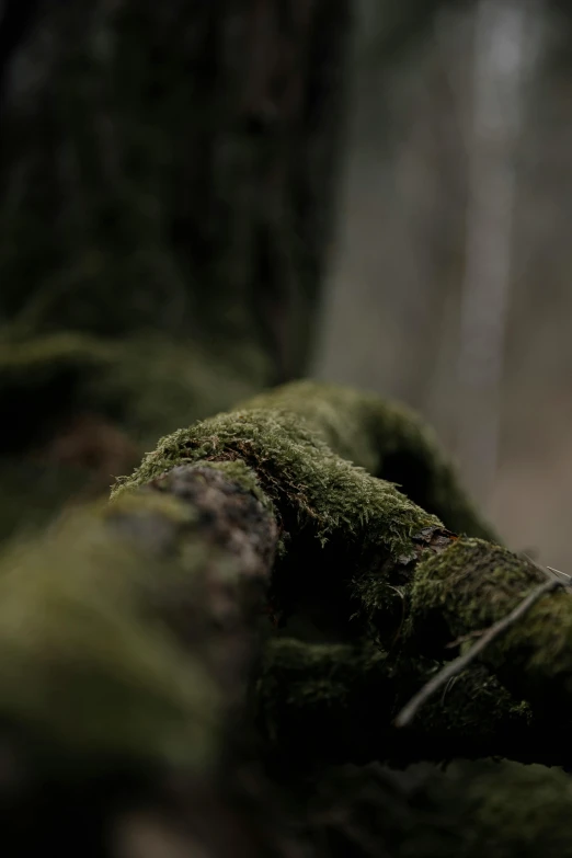 a nch covered in moss, partially covering the ground