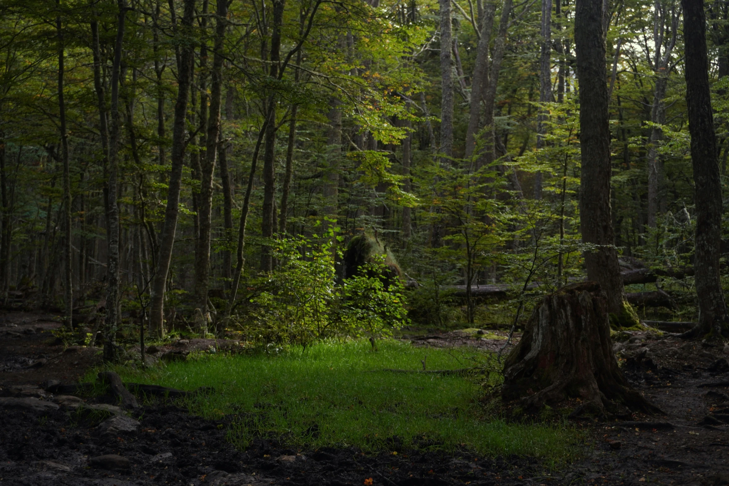 trees are in the woods next to a grassy area