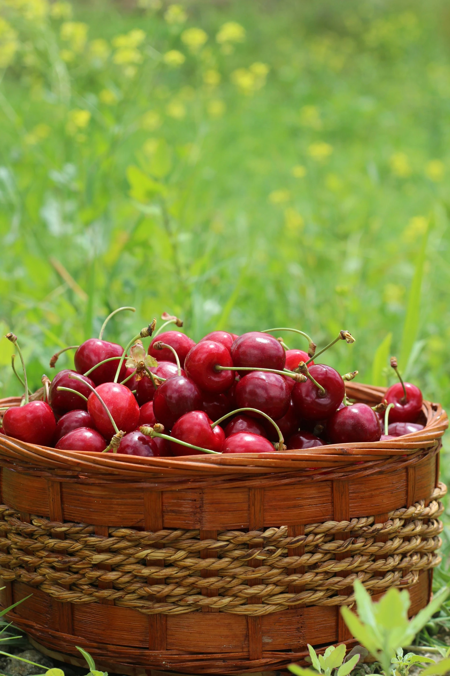 a basket full of cherries on a field of grass