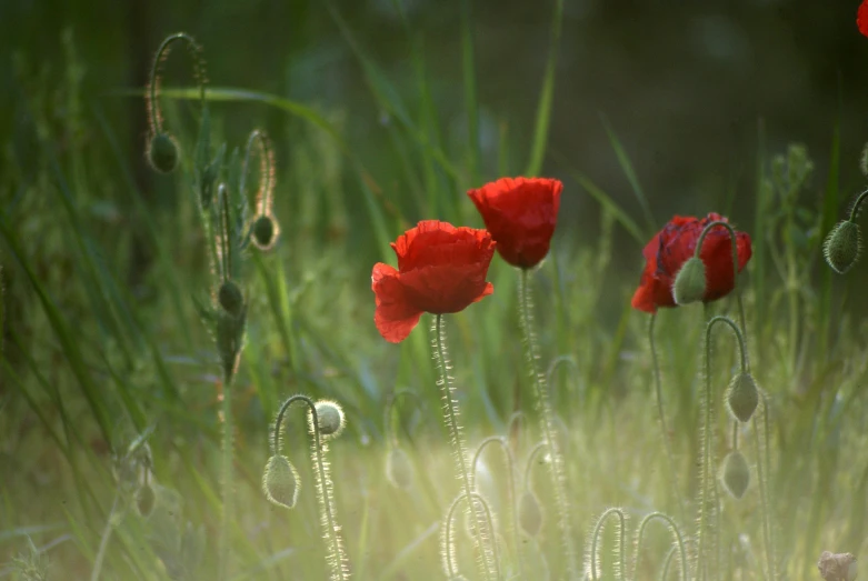 red flowers and grass that are blowing in the wind