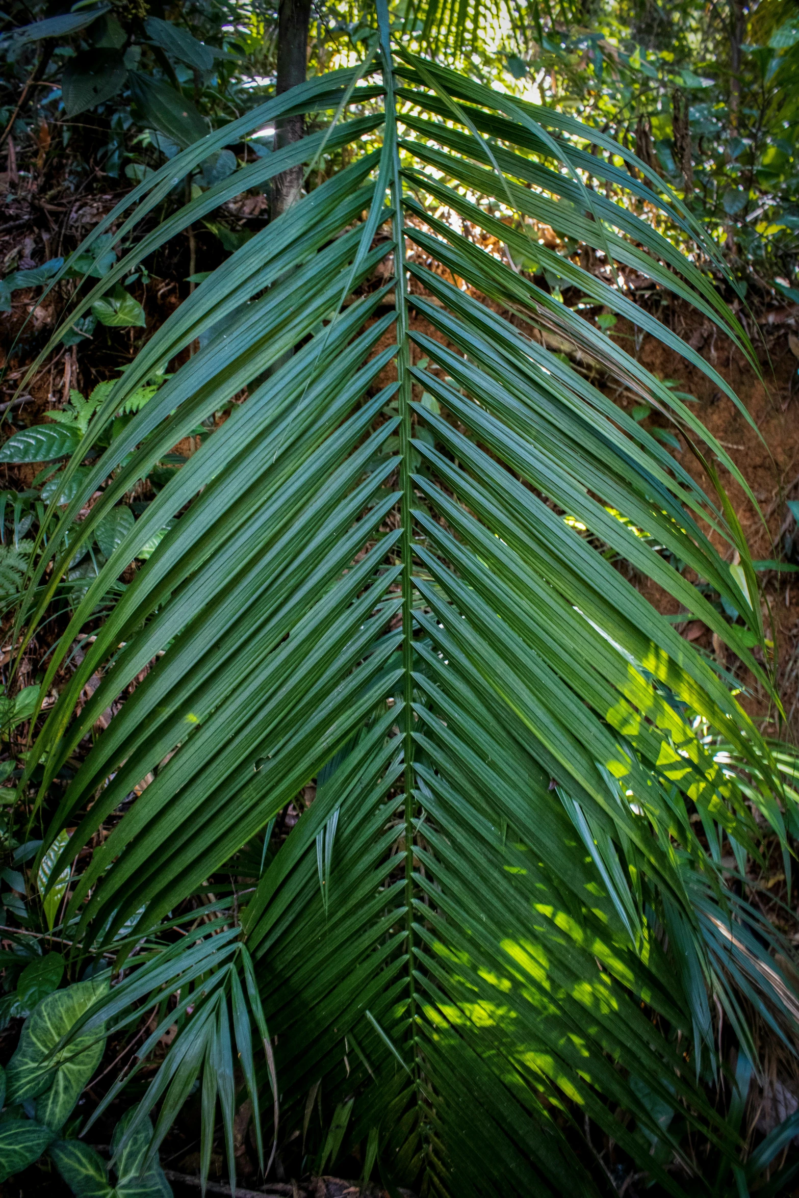 a green plant sitting in the middle of a forest