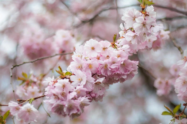 some very pretty pink flowers in a tree