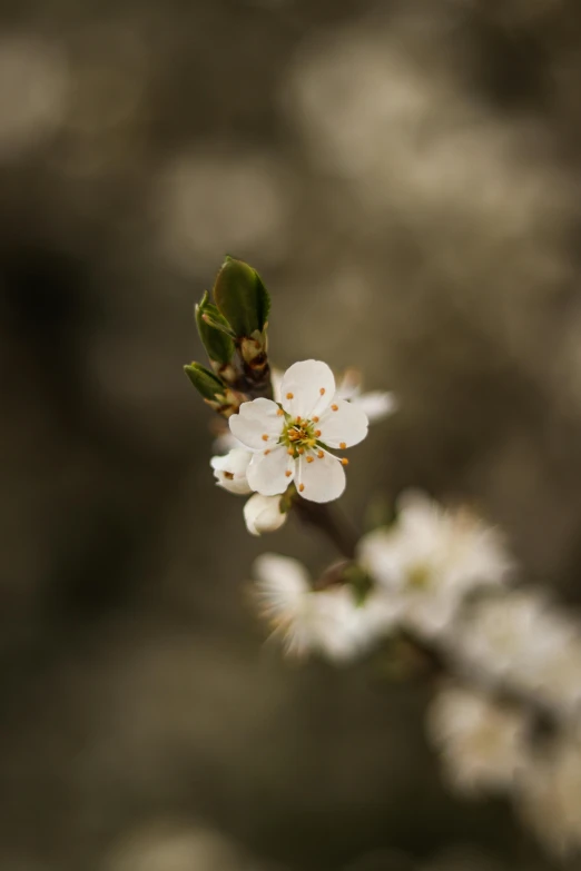 a small flower that is growing from a stem