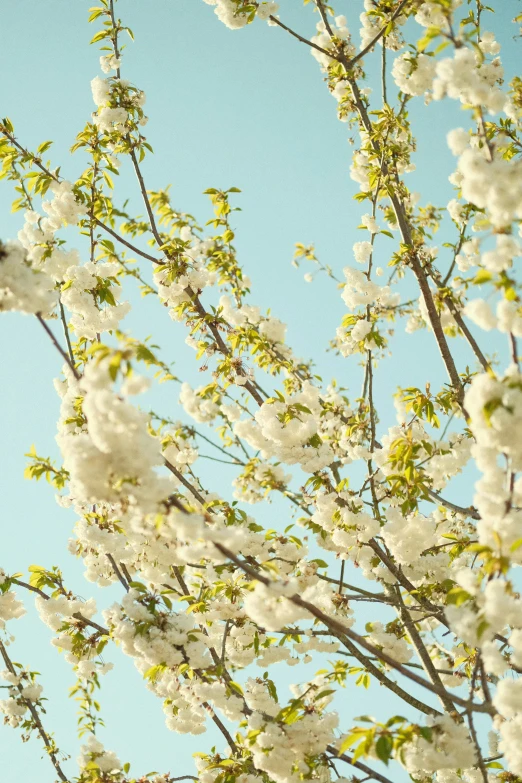 some white flowers and nches on a tree