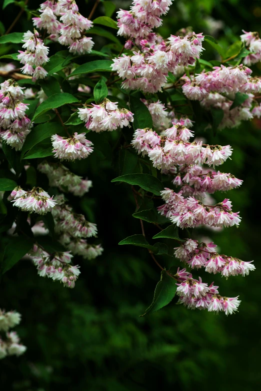 some pink flowers are on a tree nch