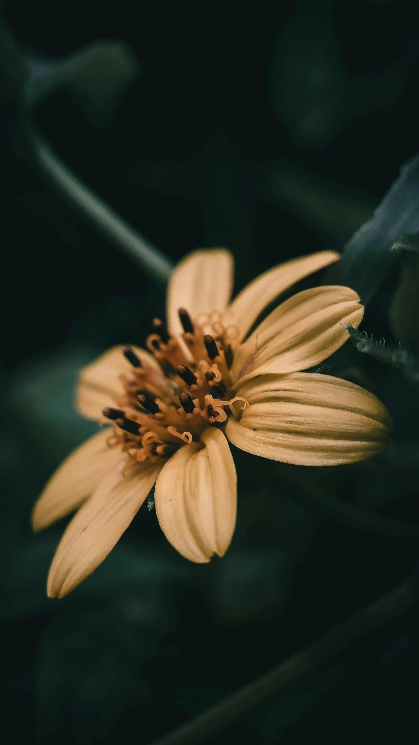 an image of a yellow flower with green leaves