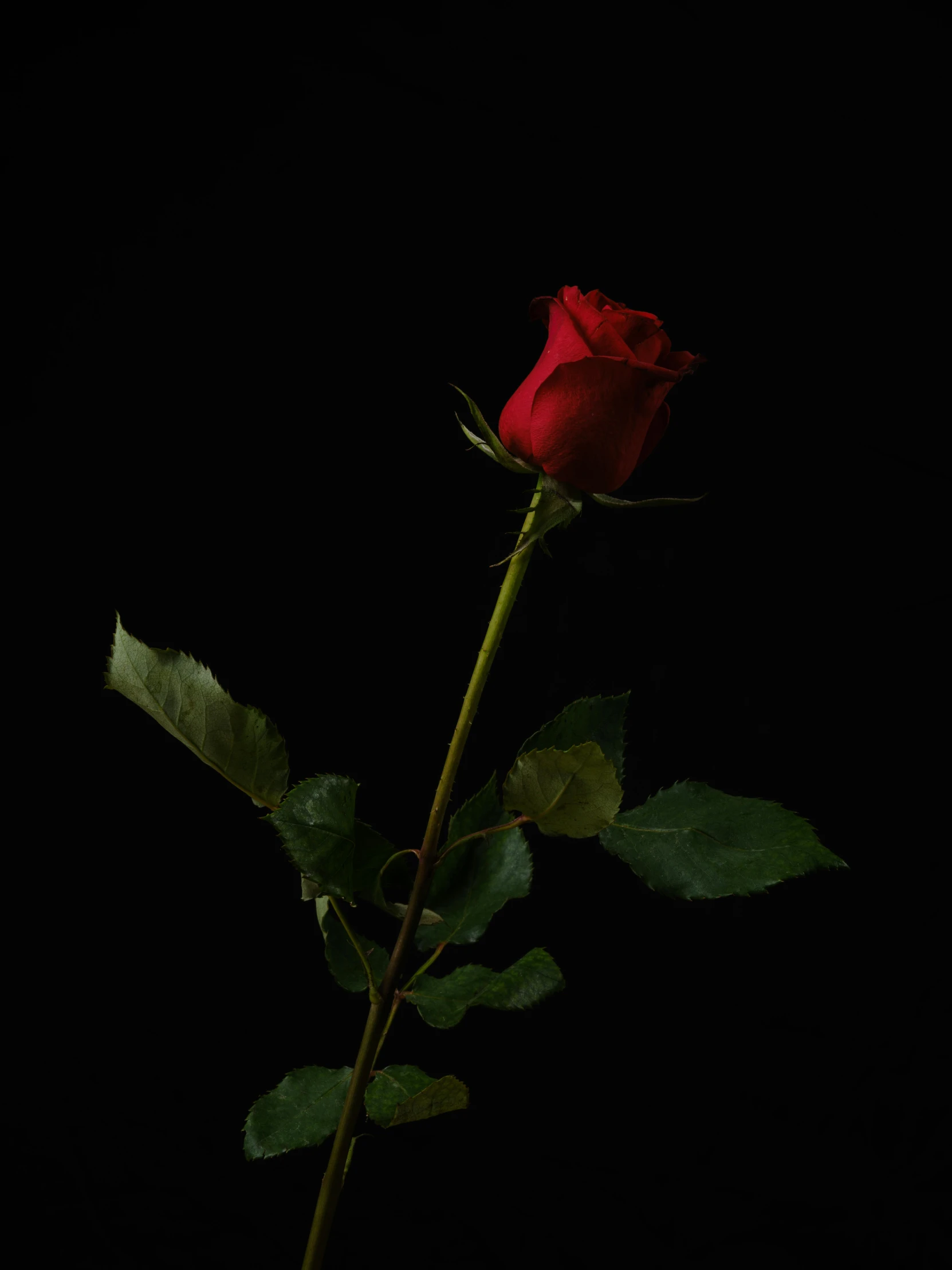 a red rose with some green leaves on it