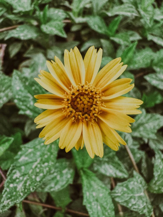 the flower has large, yellow petals with leaves surrounding it