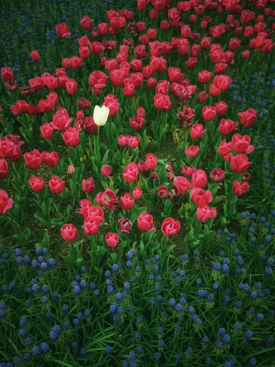 a red flowered field with pink flowers