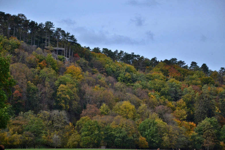 several horses stand along the trees on the hill