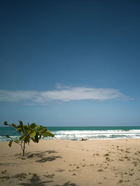 a view of a beach with water and plants on it