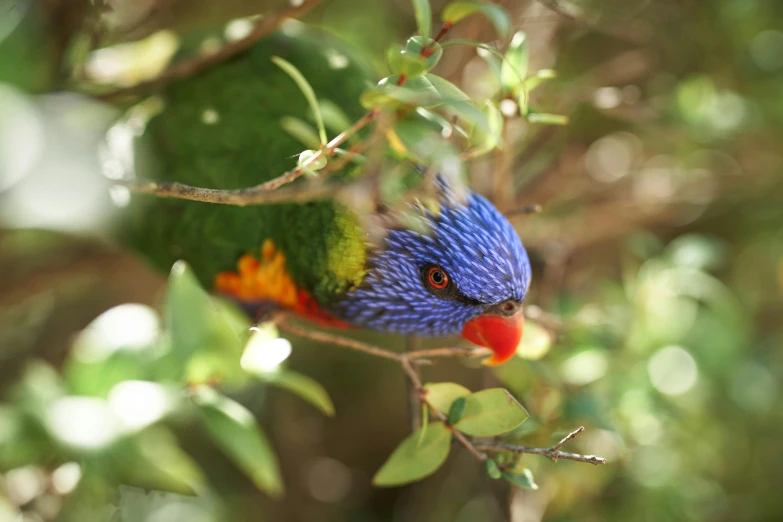 a close - up of a colorful bird perched on a nch