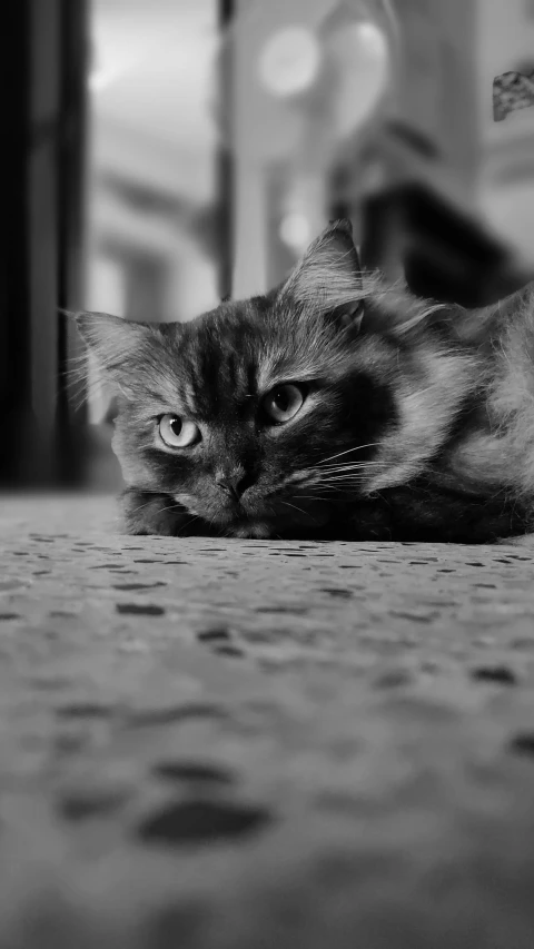 a black and white picture of a cat laying on the floor