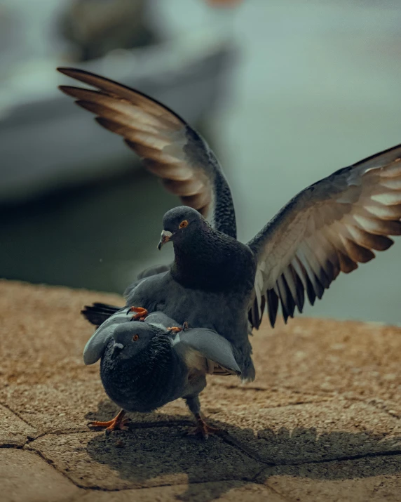 two birds standing next to each other on top of a floor