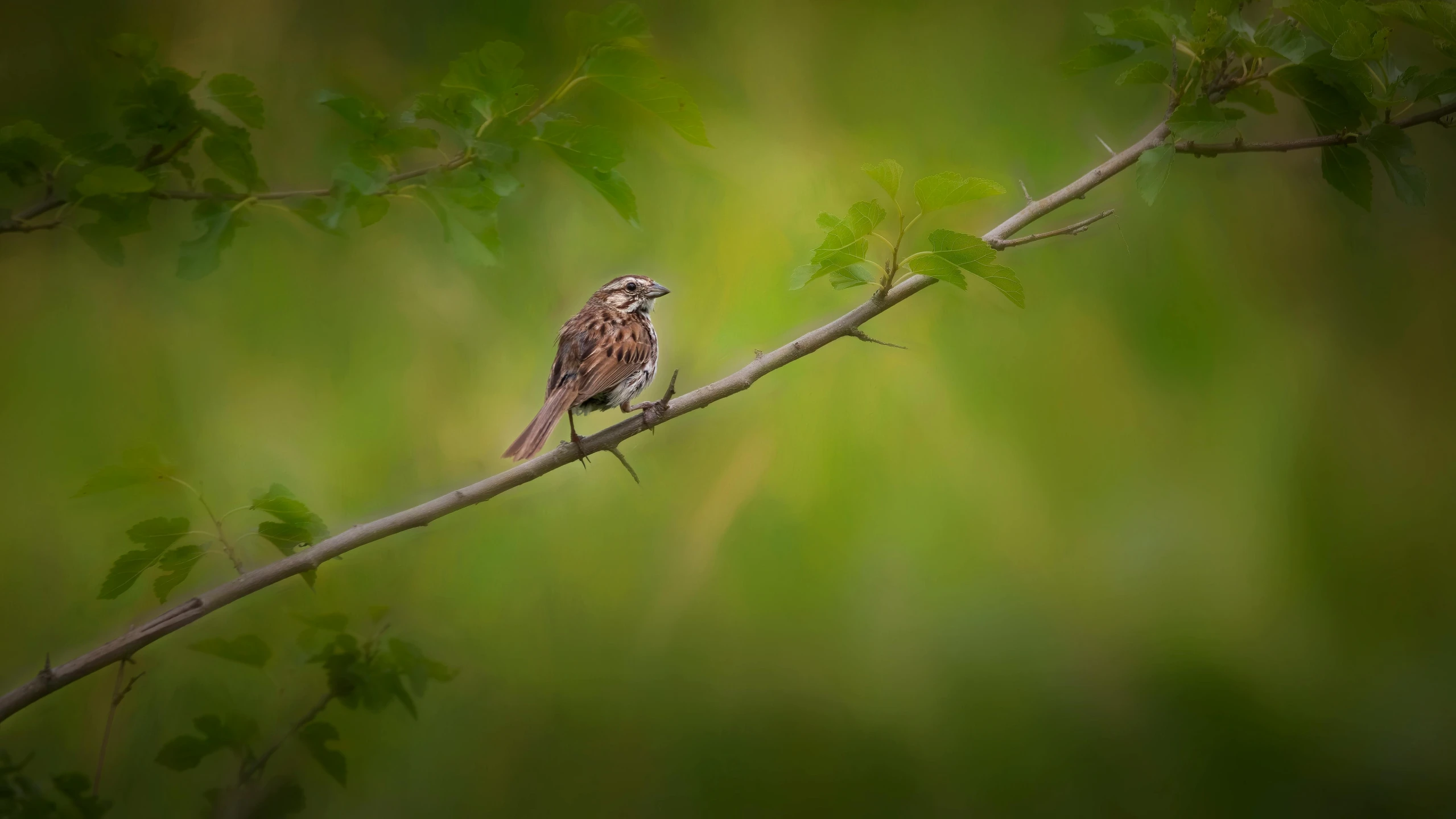 a small bird sits on a nch that is hanging down from the tree