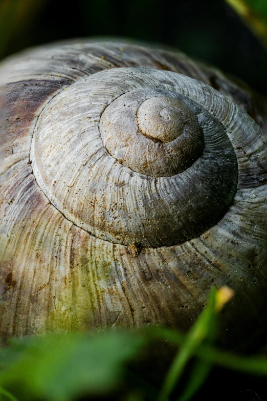 there is a closeup picture of a snail shell