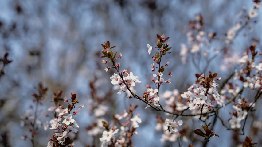 pink flowers are growing on a tree in the daytime